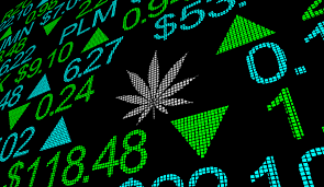 the Risks and Rewards of Cannabis investments